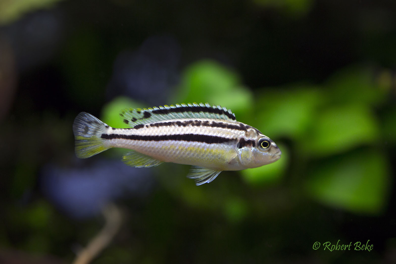 Melanochromis auratus