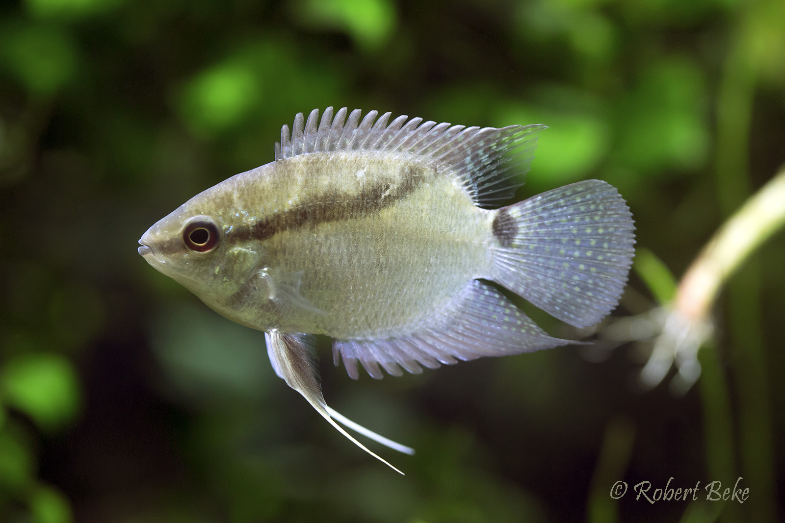 Mesonauta festivus - Festive Cichlid