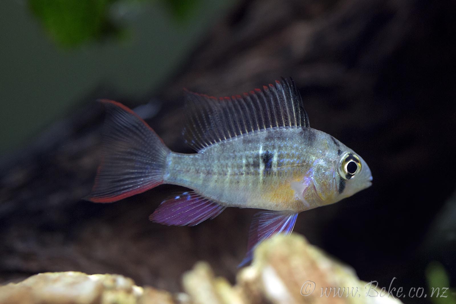 Mikrogeophagus altispinosus