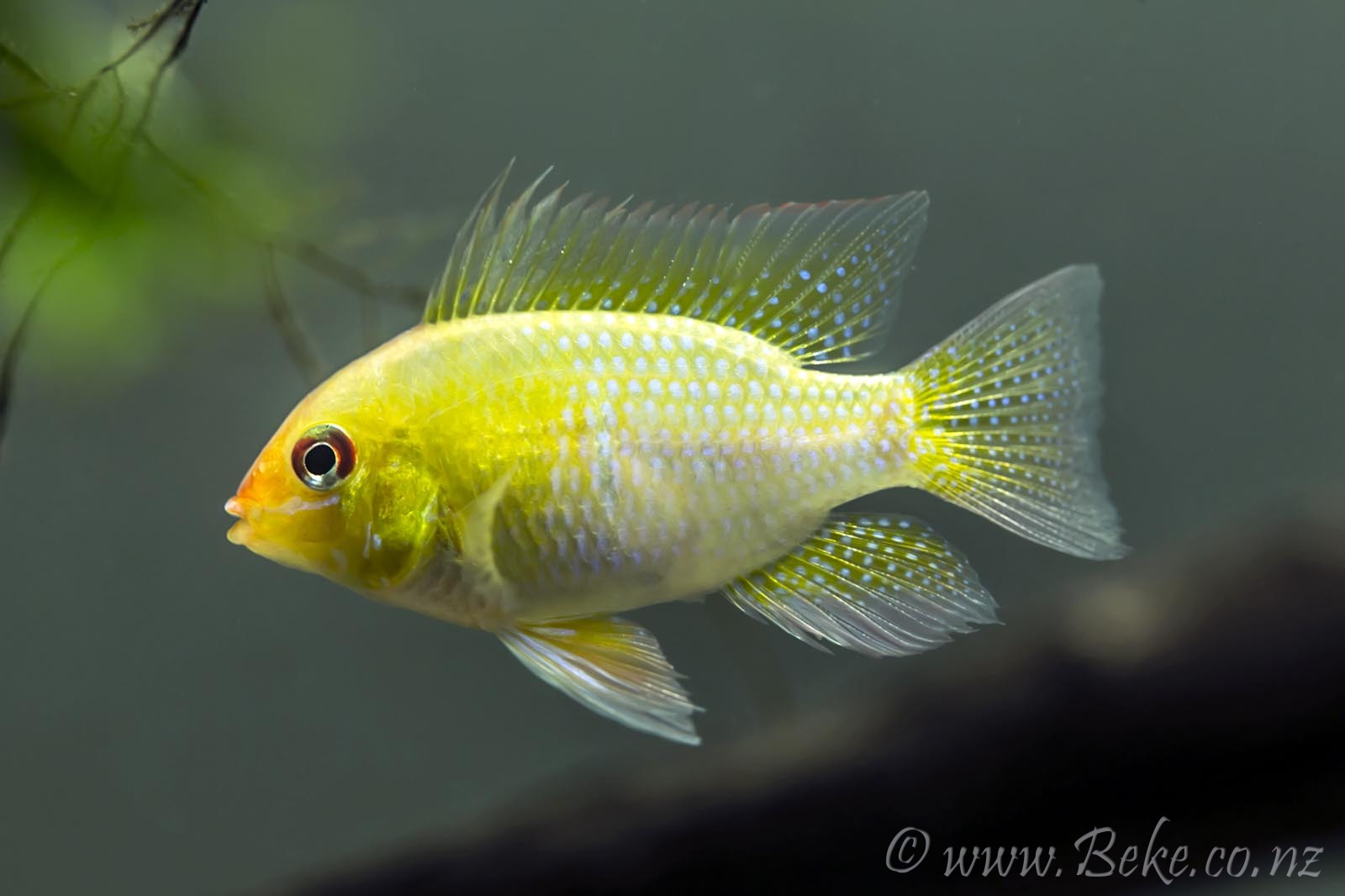 Mikrogeophagus ramirezi