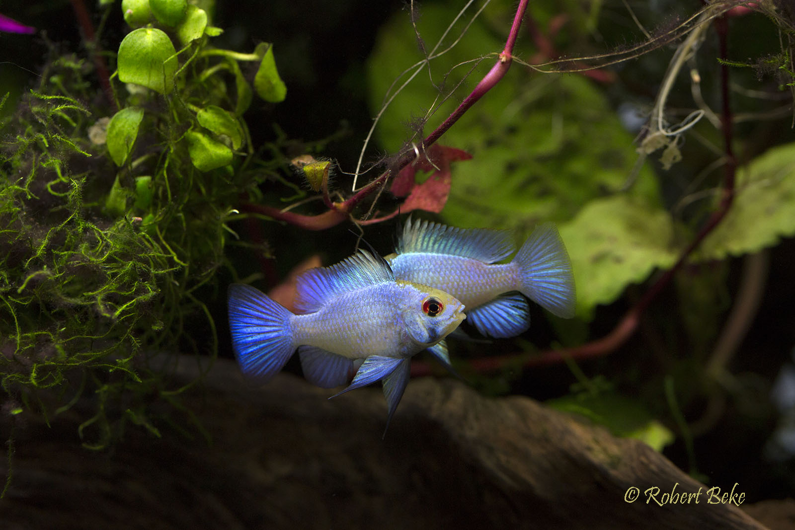 Mikrogeophagus ramirezi