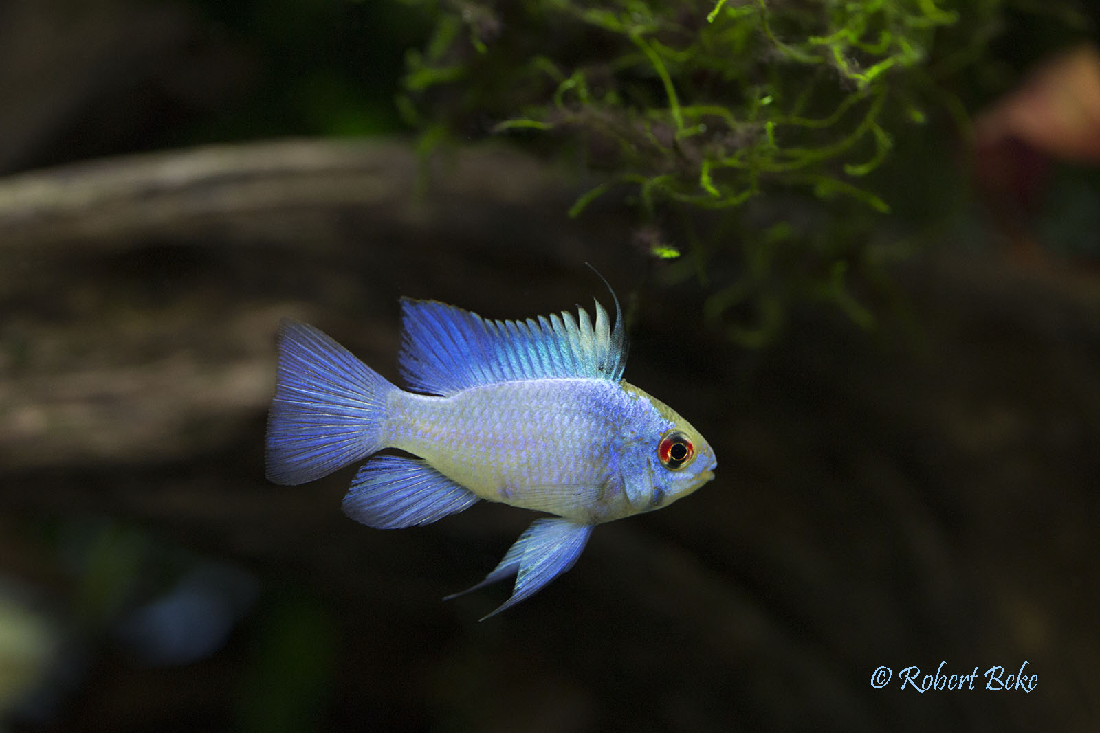 Mikrogeophagus ramirezi