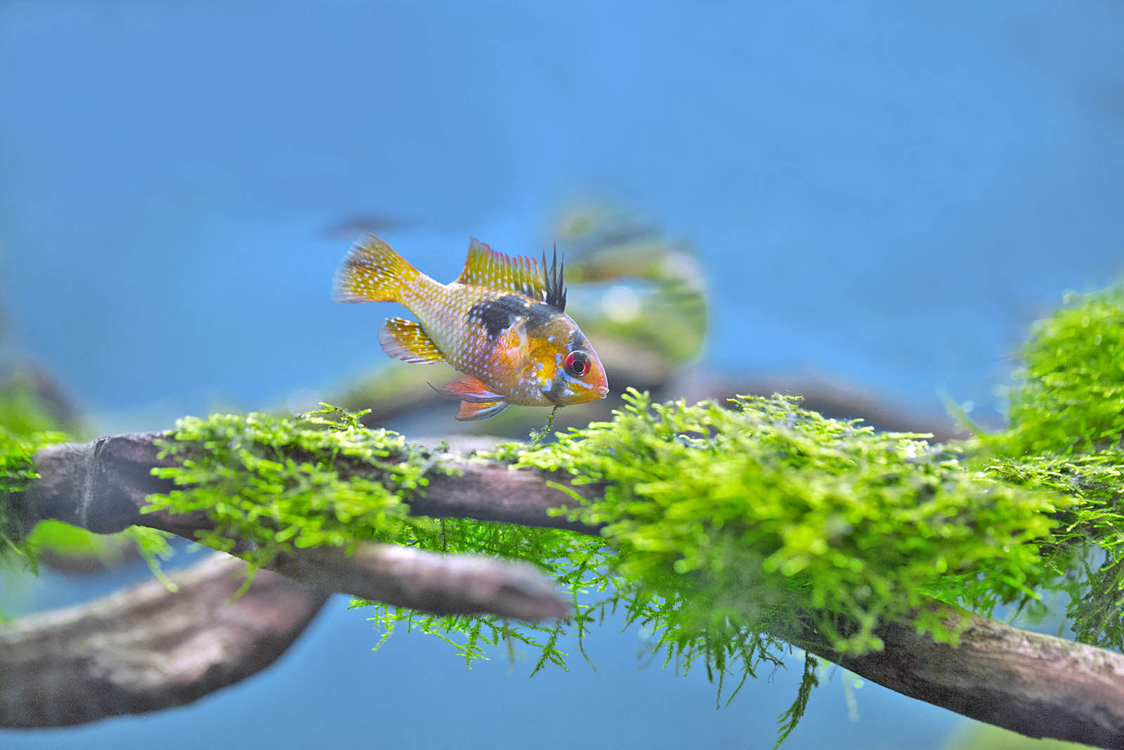 Mikrogeophagus ramirezi