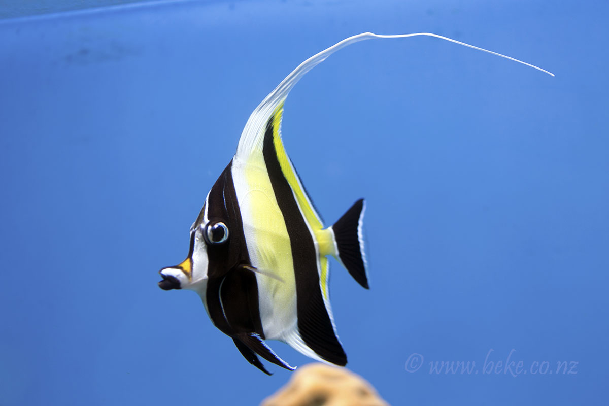 Moorish idol