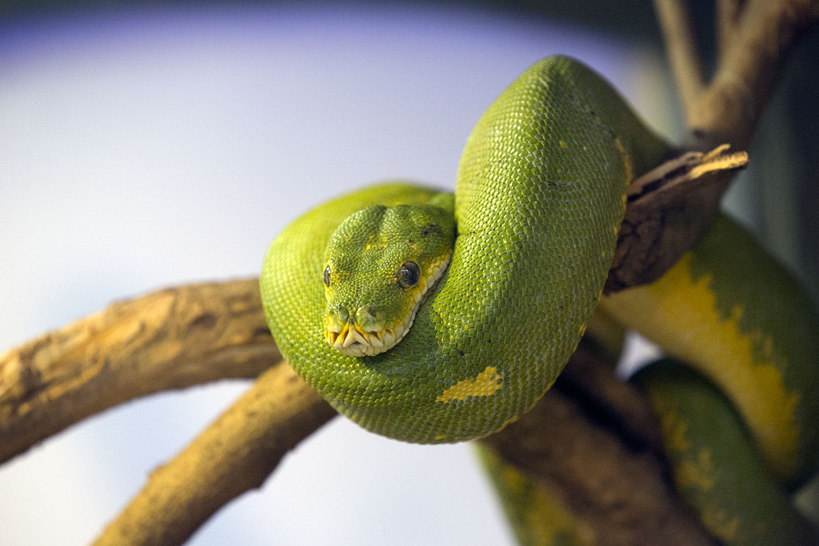 Morelia viridis