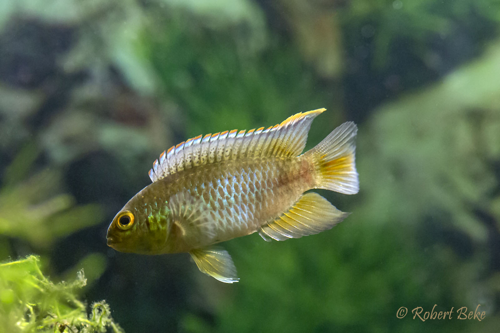 Nannacara anomala - Golden Dwarf Cichlid