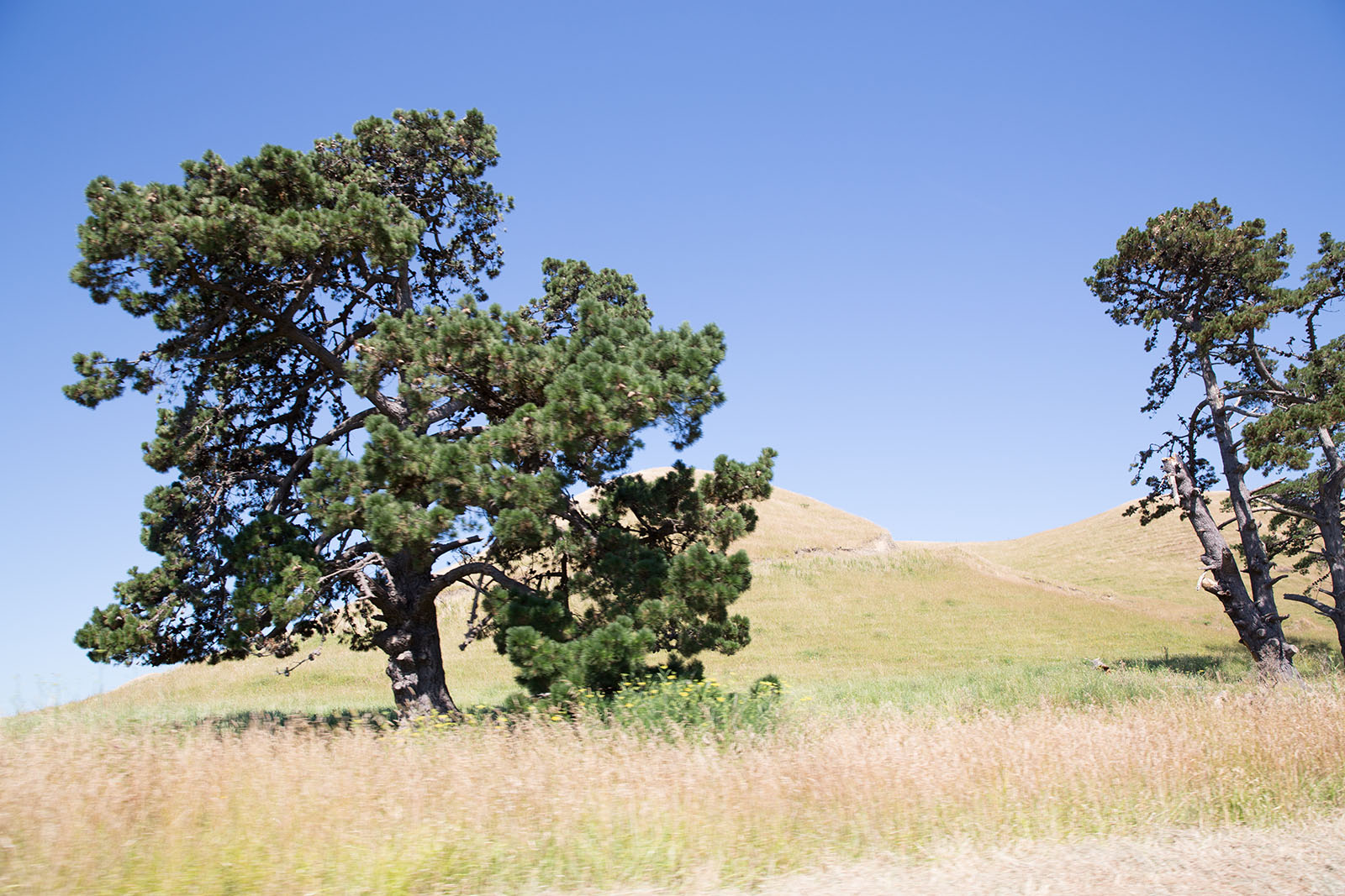 New Zealand Landscape