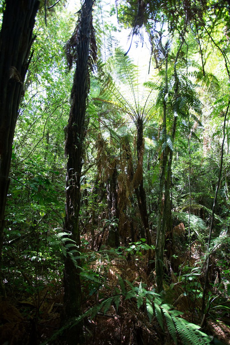 New Zealand's bush