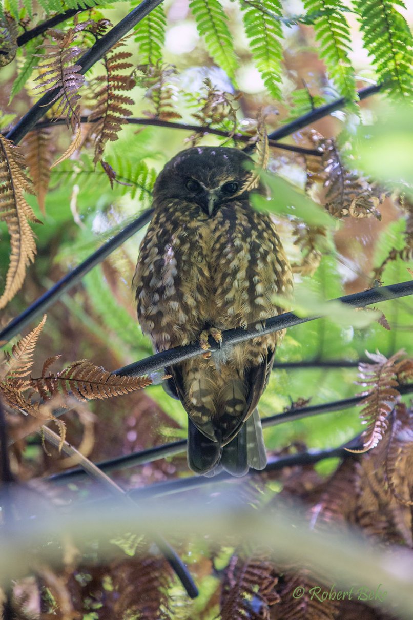 Ninox novaeseelandiae