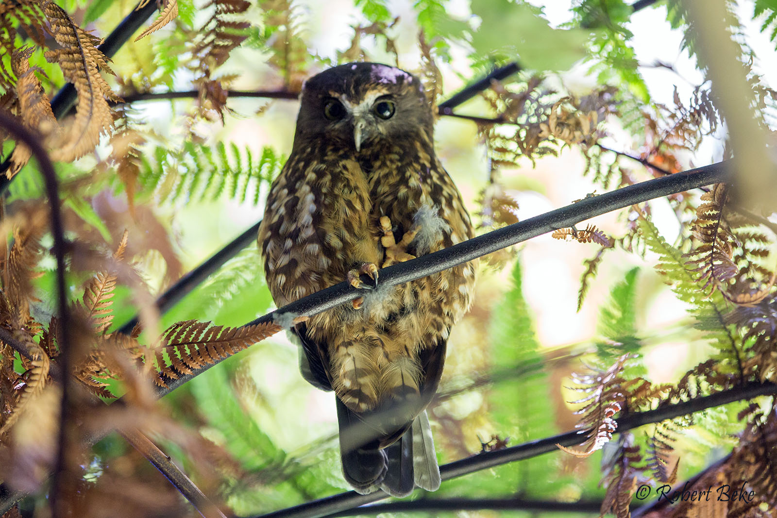 Ninox novaeseelandiae