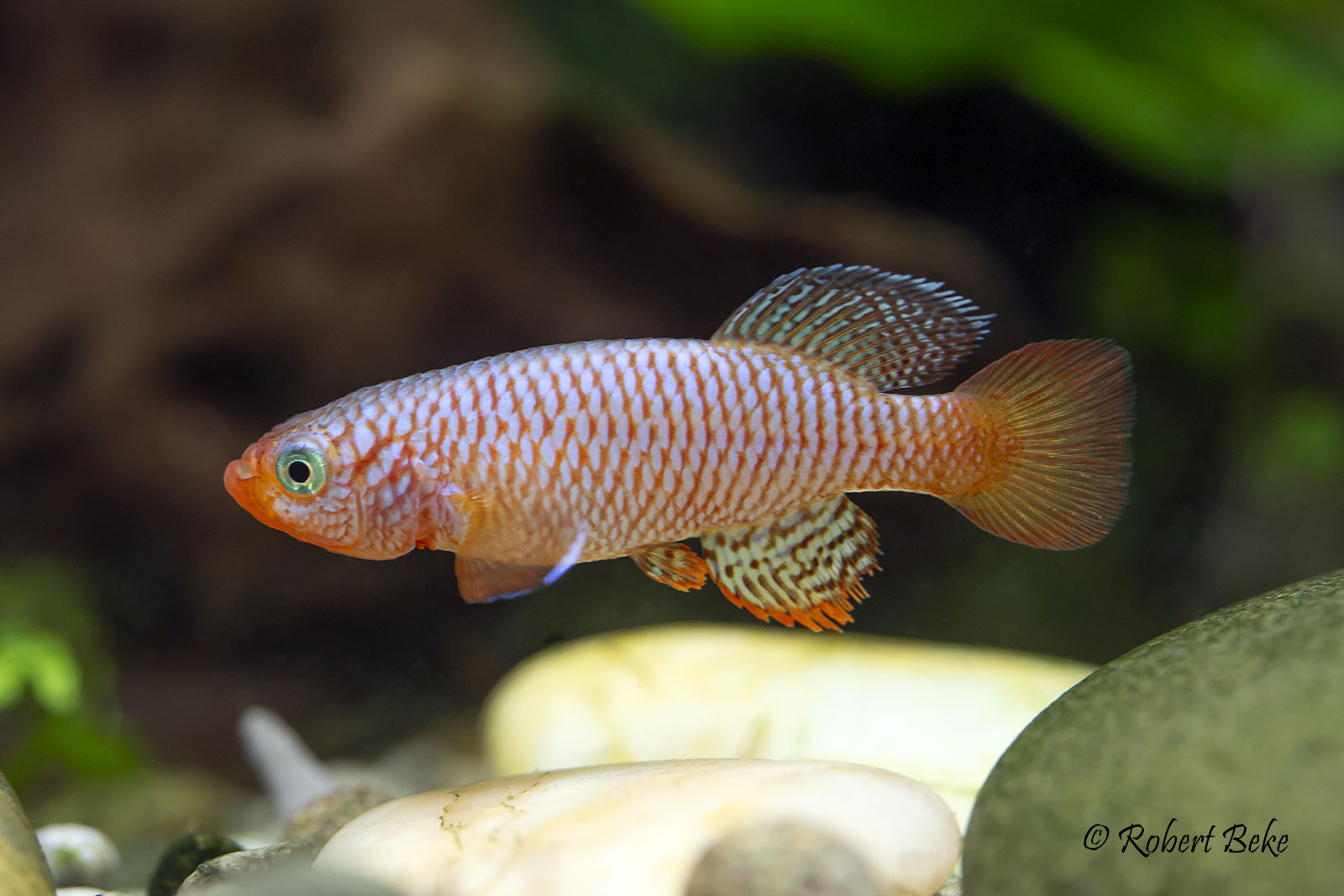 Nothobranchius flammicomantis