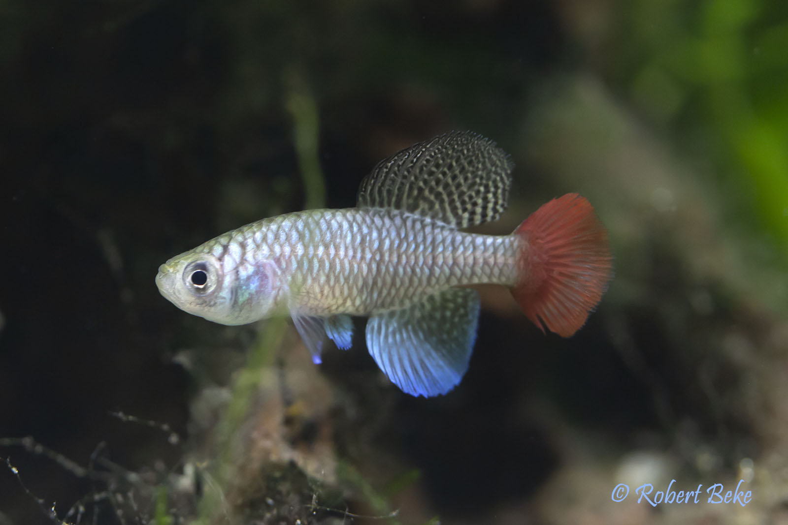 Nothobranchius patrizii - Blue notho