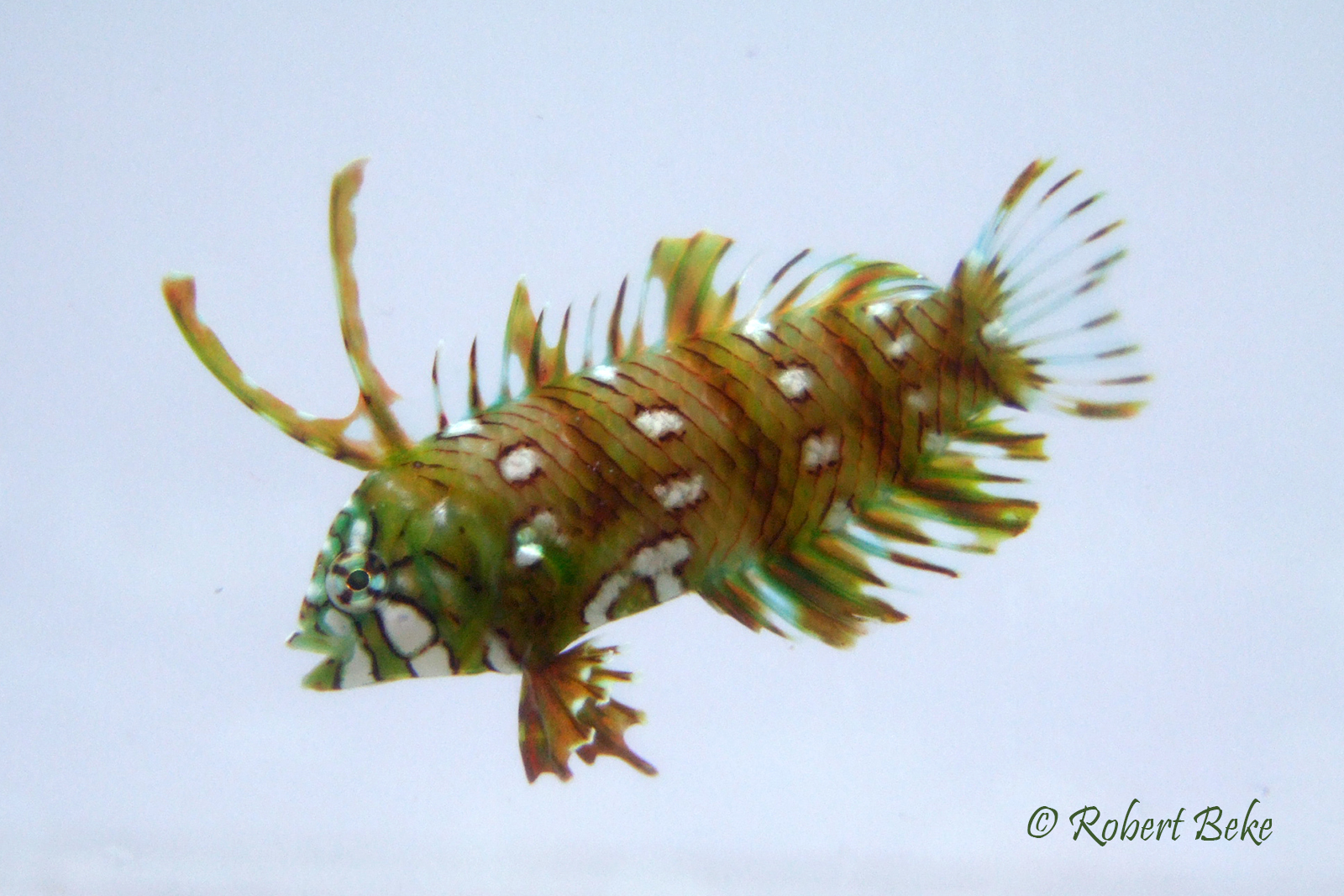 Novaculichthys taeniourus - ragon Wrasse