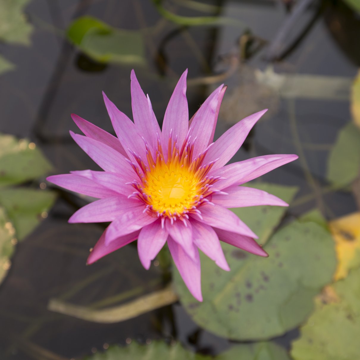 Nymphaea 'August Siebert'