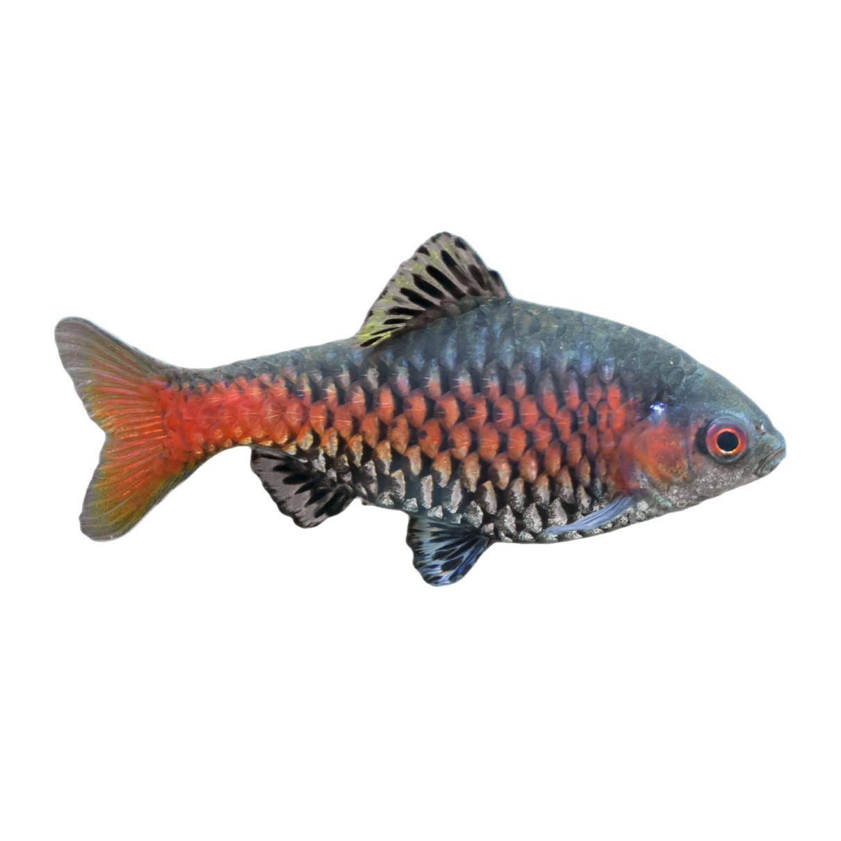 Odessa barb - Pethia padamya