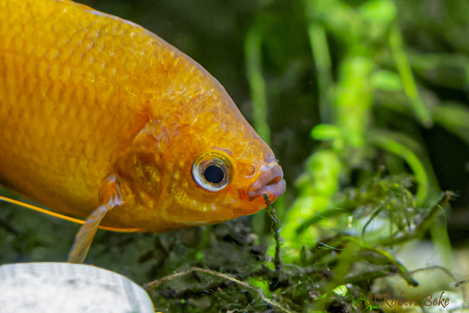 Orange Thick Lipped Gourami - Trichogaster labiosa