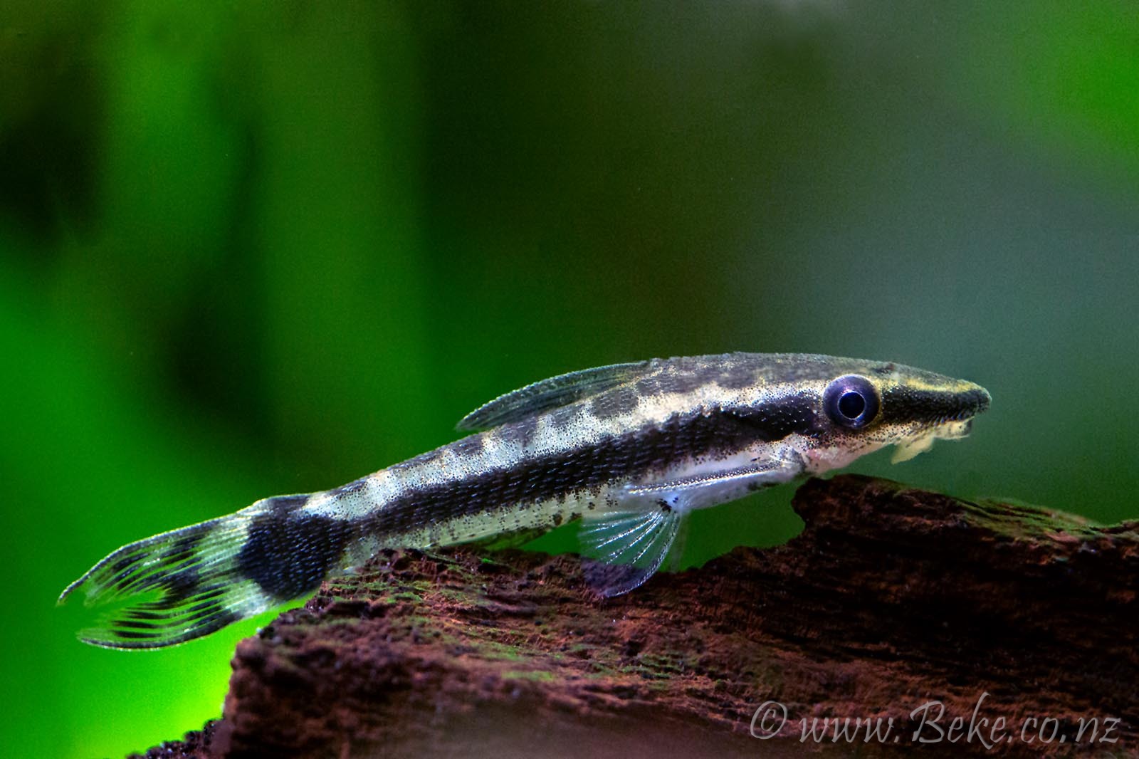 Otocinclus sp.