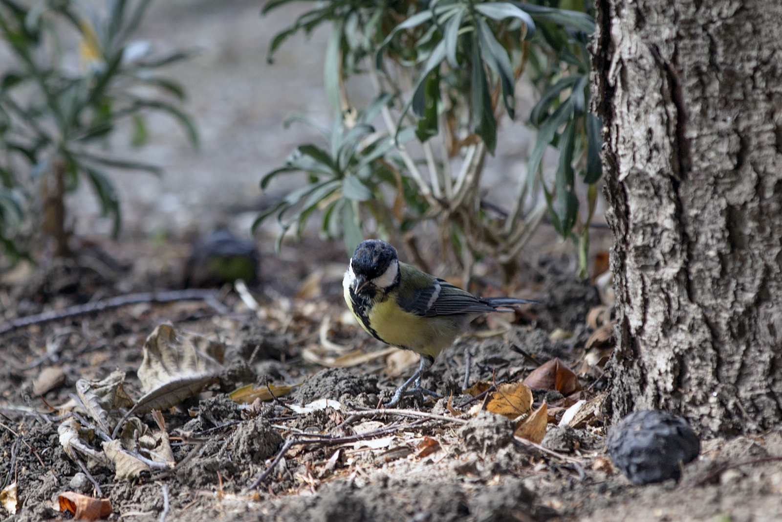 Parus major - Velika senica