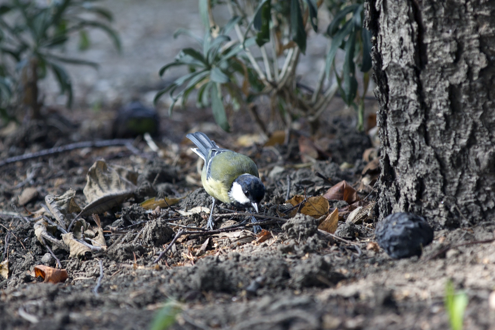 Parus major - Velika senica