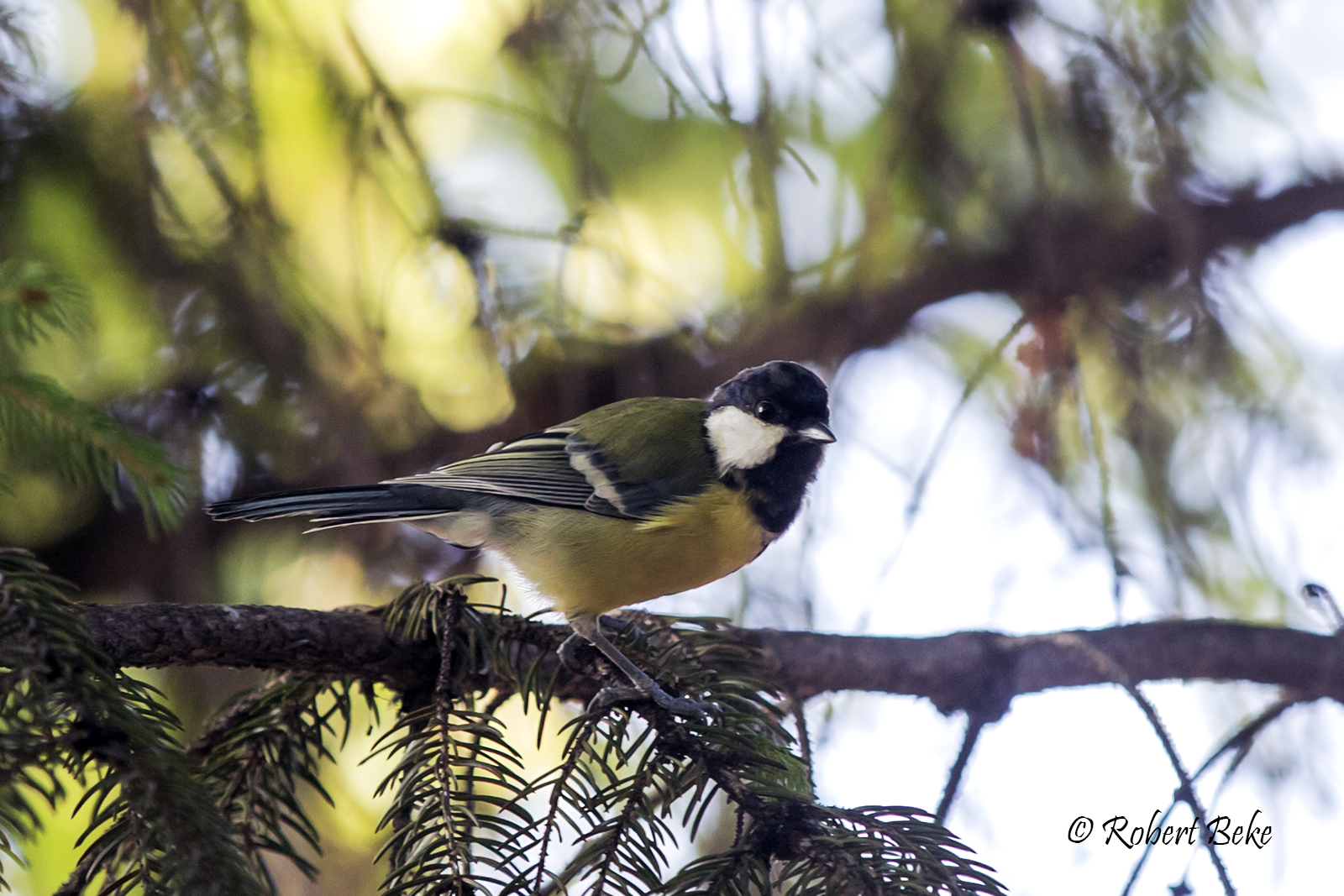 Parus major - Velika senica