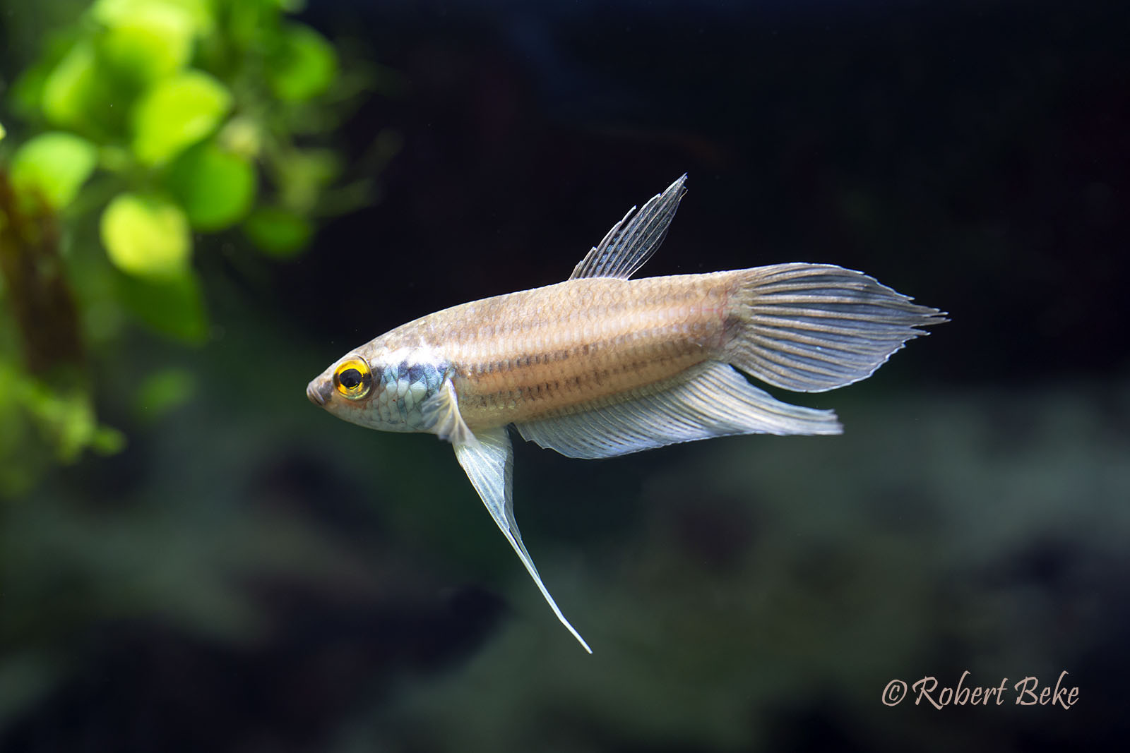 Penang betta - Betta pugnax