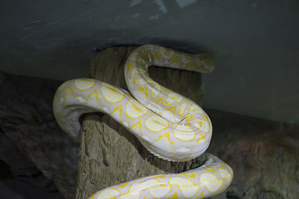 Piton reticulata albino