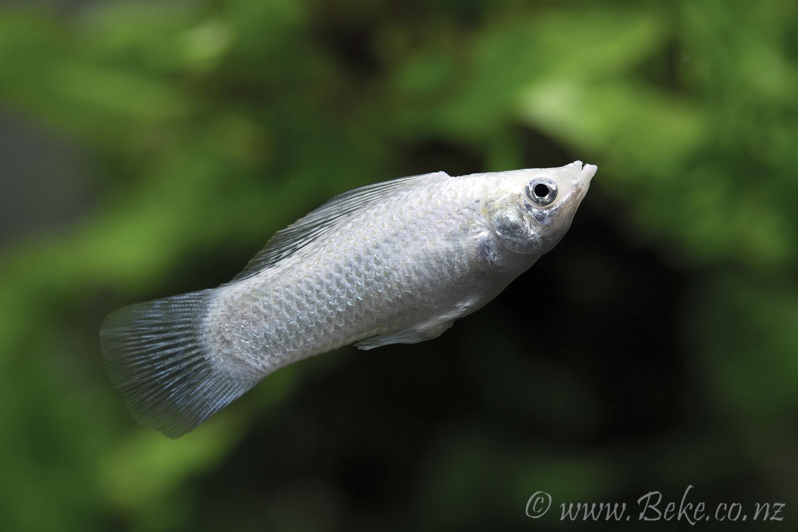 Poecilia latipinna