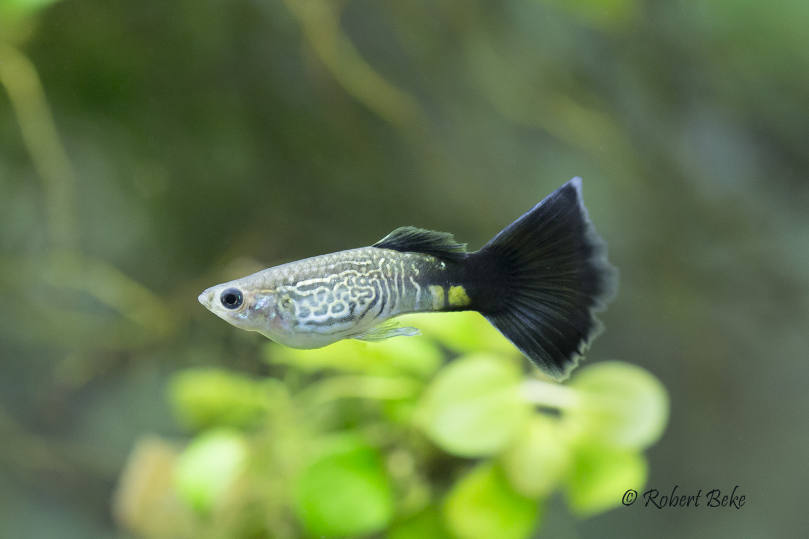 Poecilia reticulata - Blue Cobra