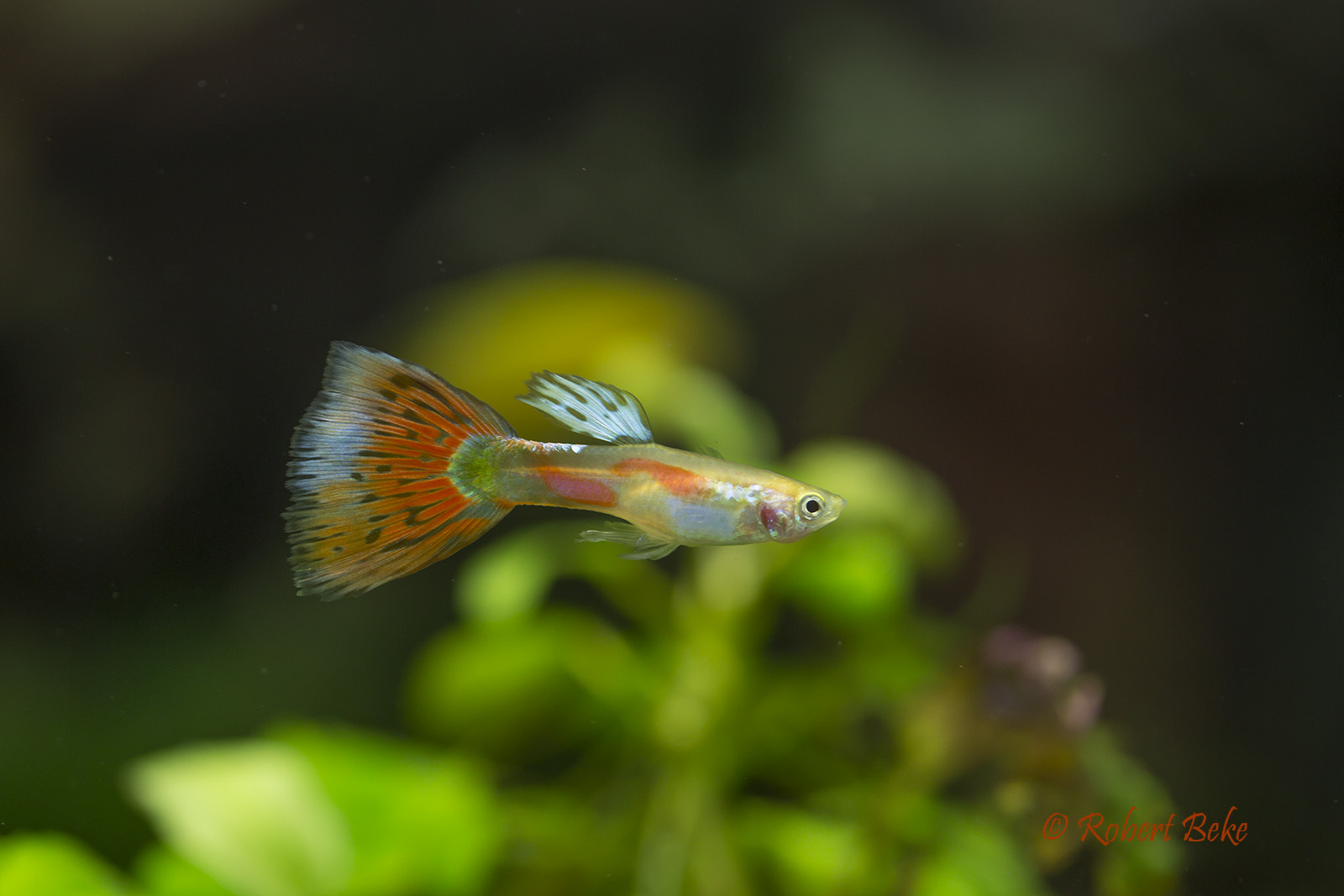 Poecilia reticulata - Pigeon Guppy