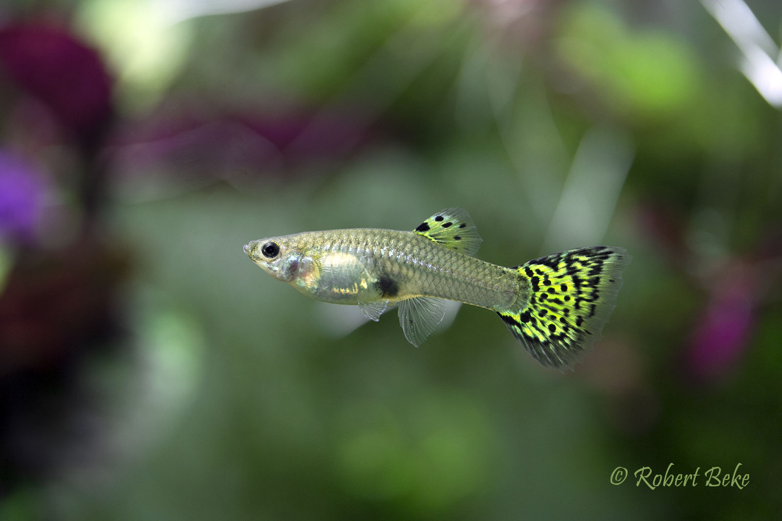 Poecilia reticulata