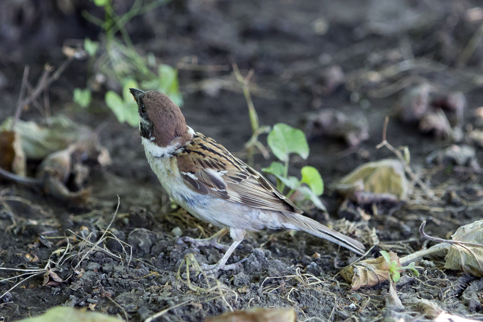 Poljski vrabac - Passer montanus