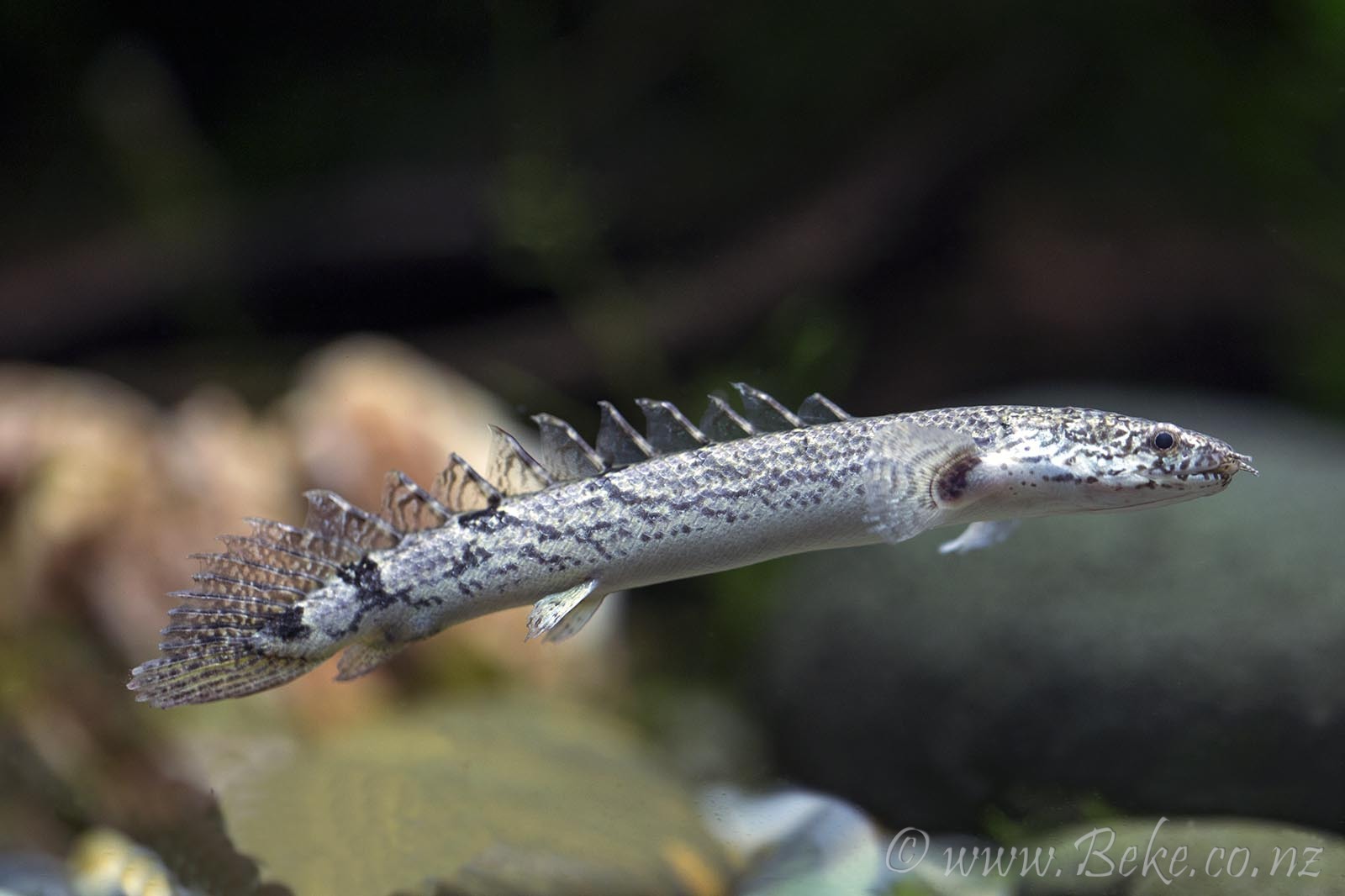 Polypterus delhezi