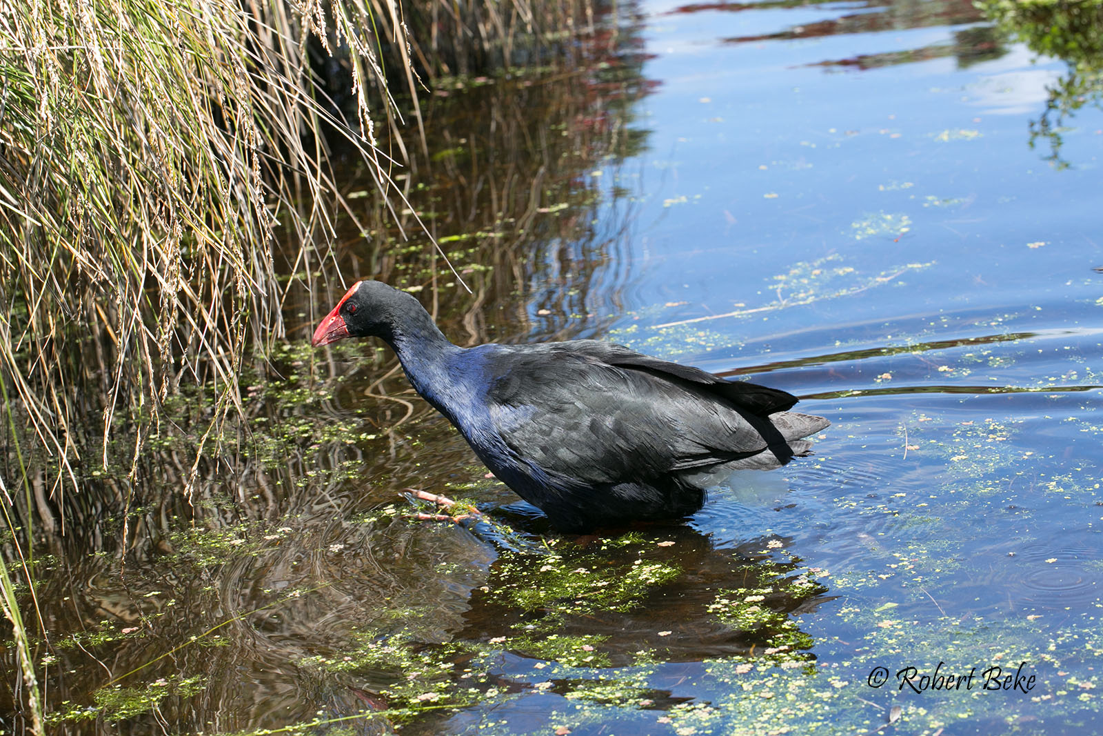 Porphyrio porphyrio