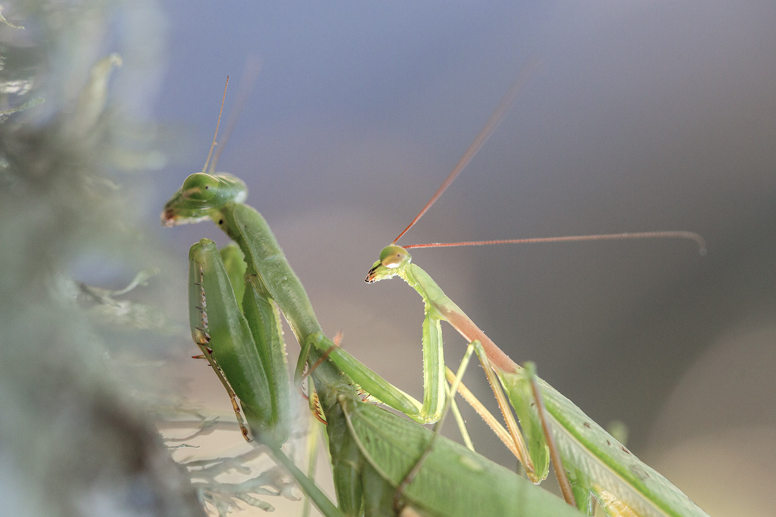 Praying mantis