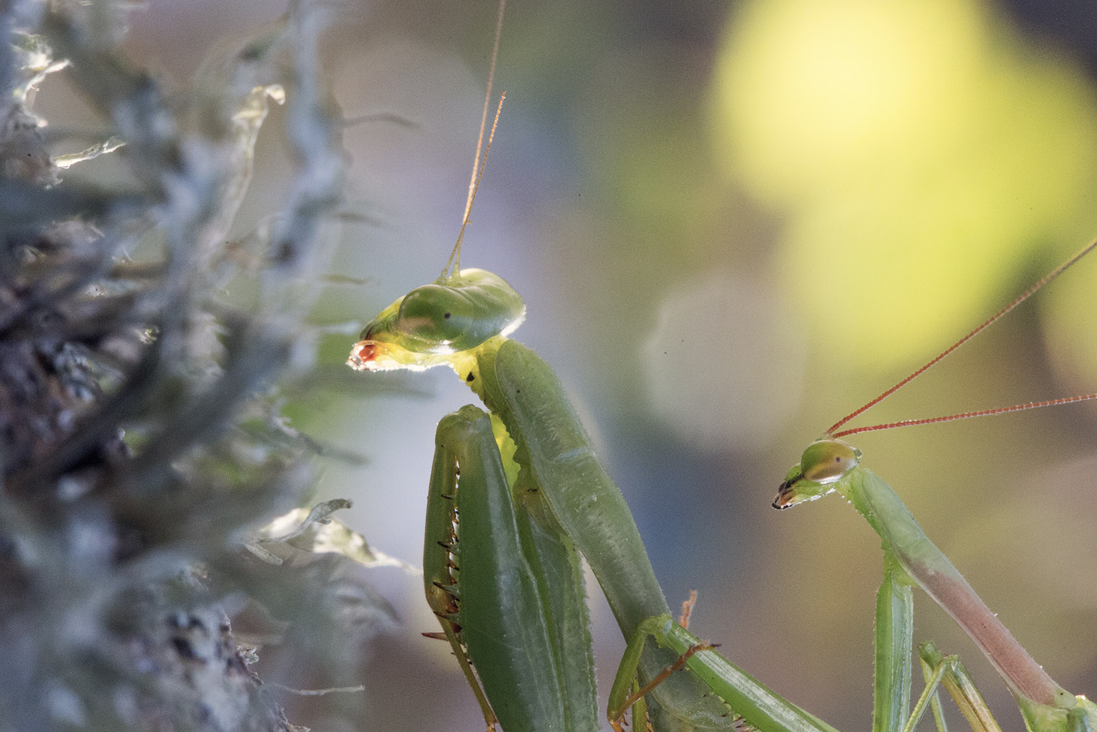 Praying mantis