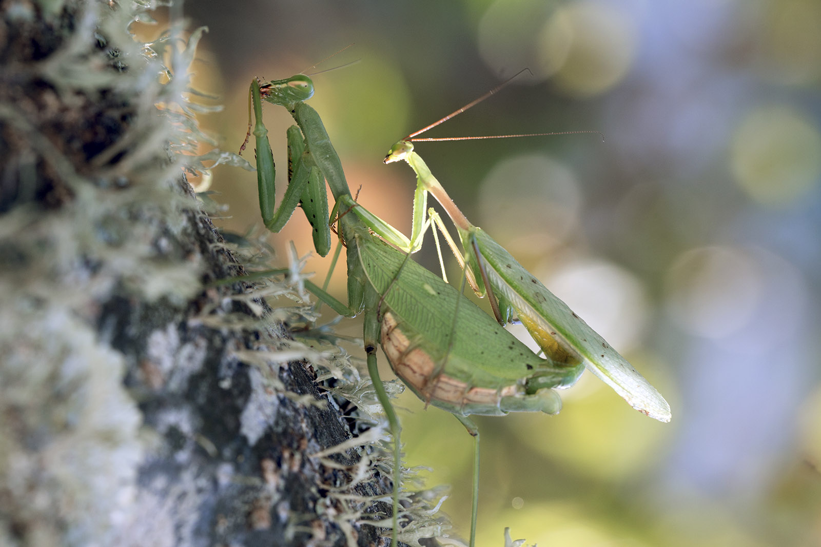 Praying mantis