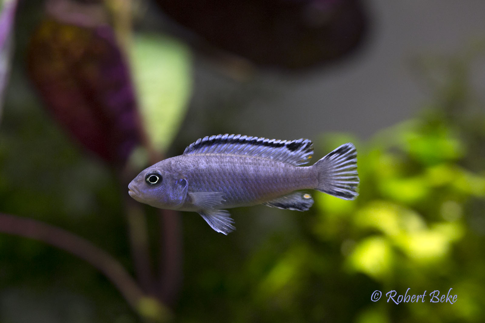 Pseudotropheus socolofi