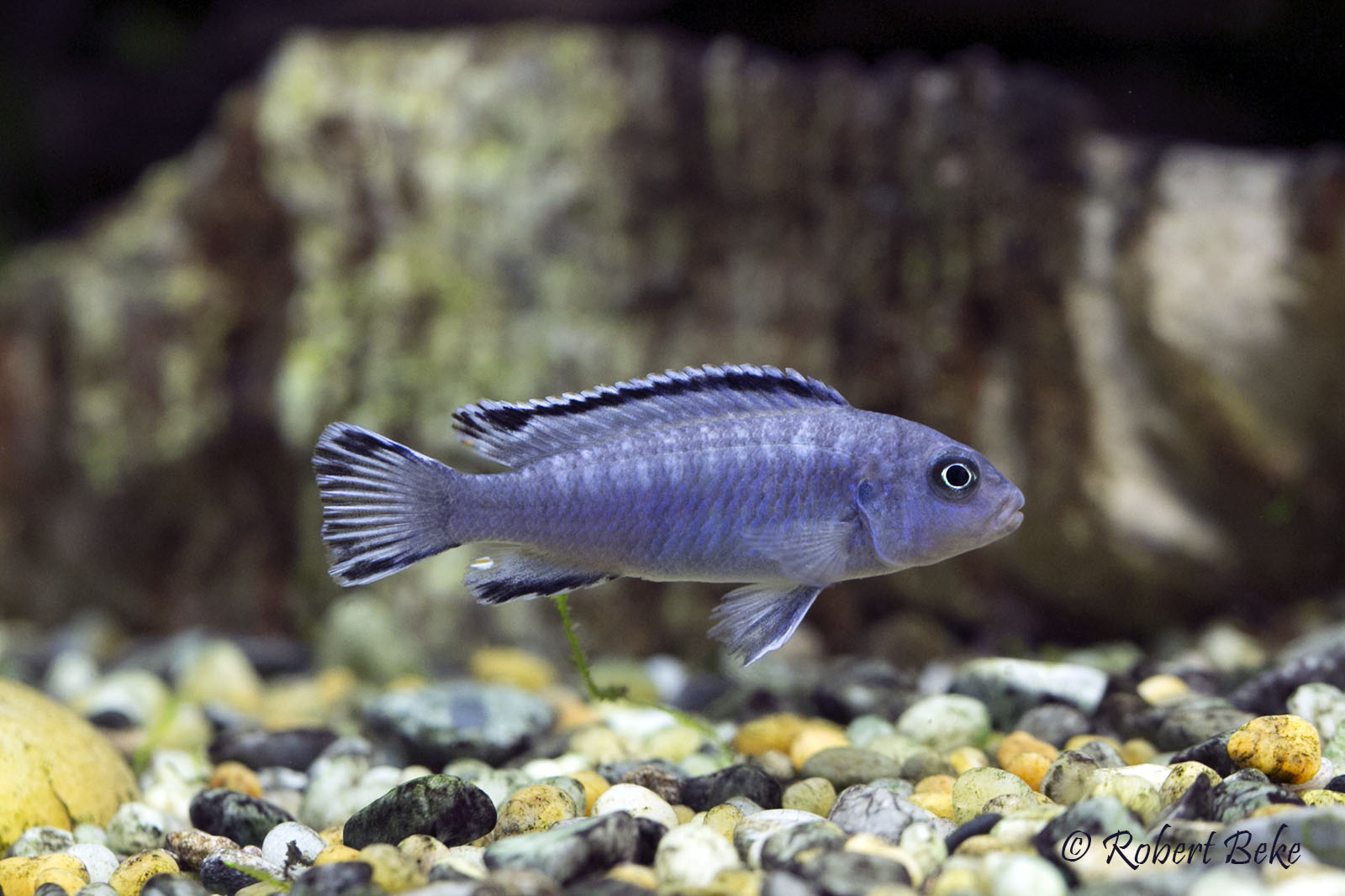 Pseudotropheus socolofi