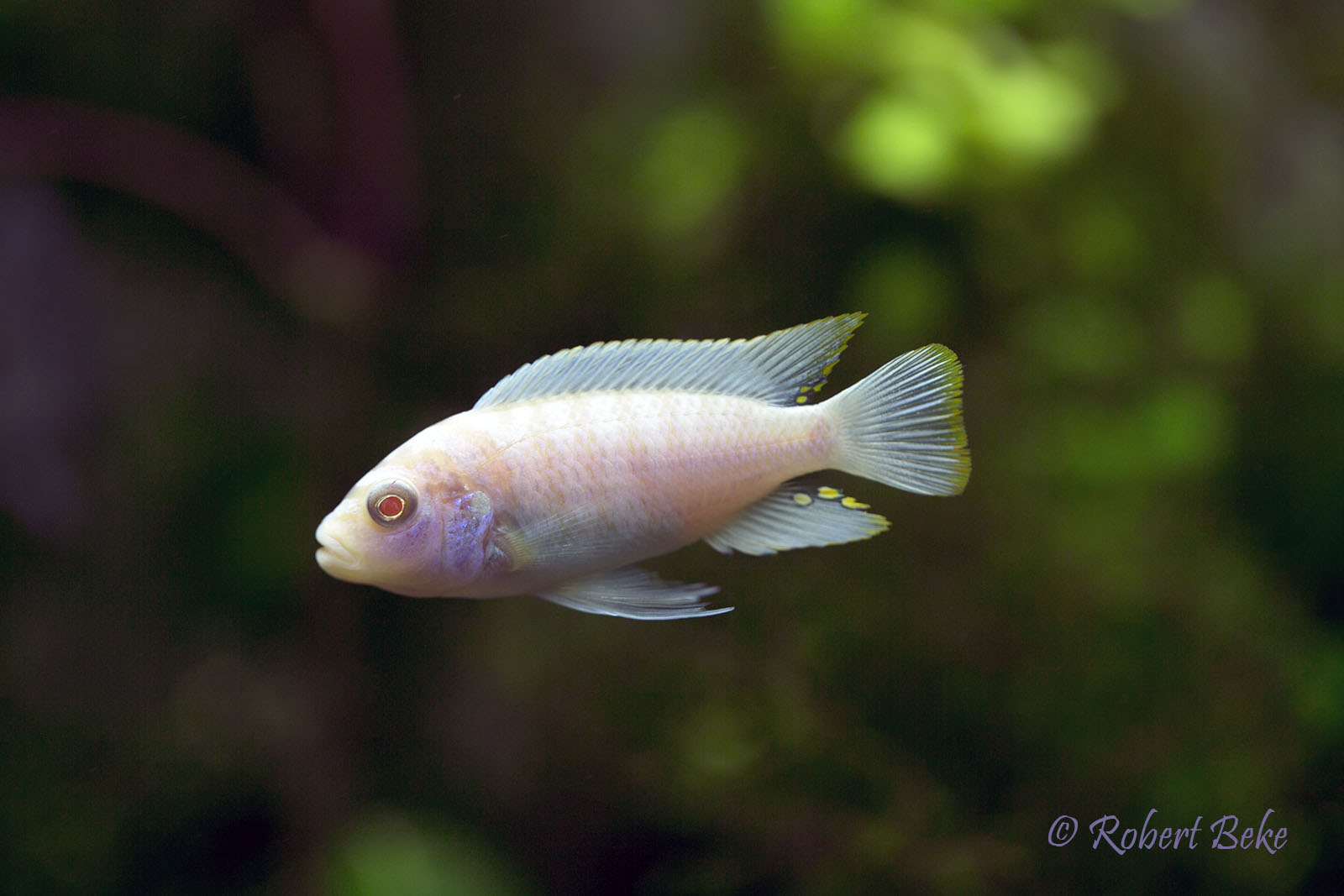 Pseudotropheus sp.