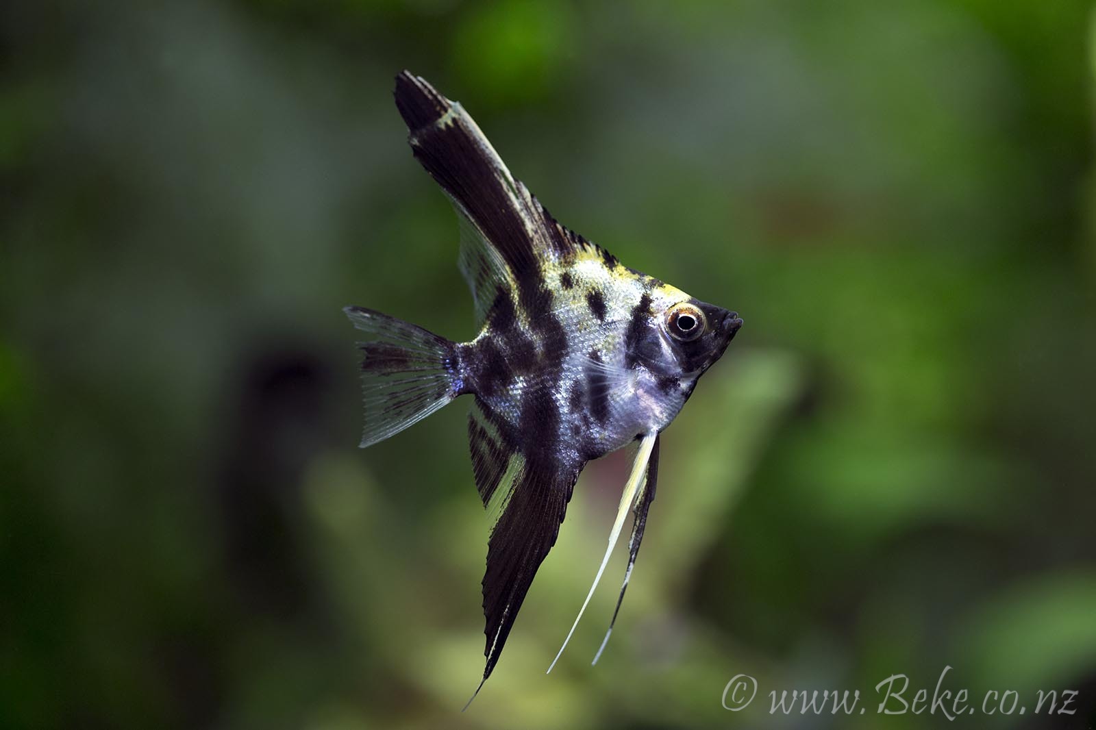 Pterophyllum scalare