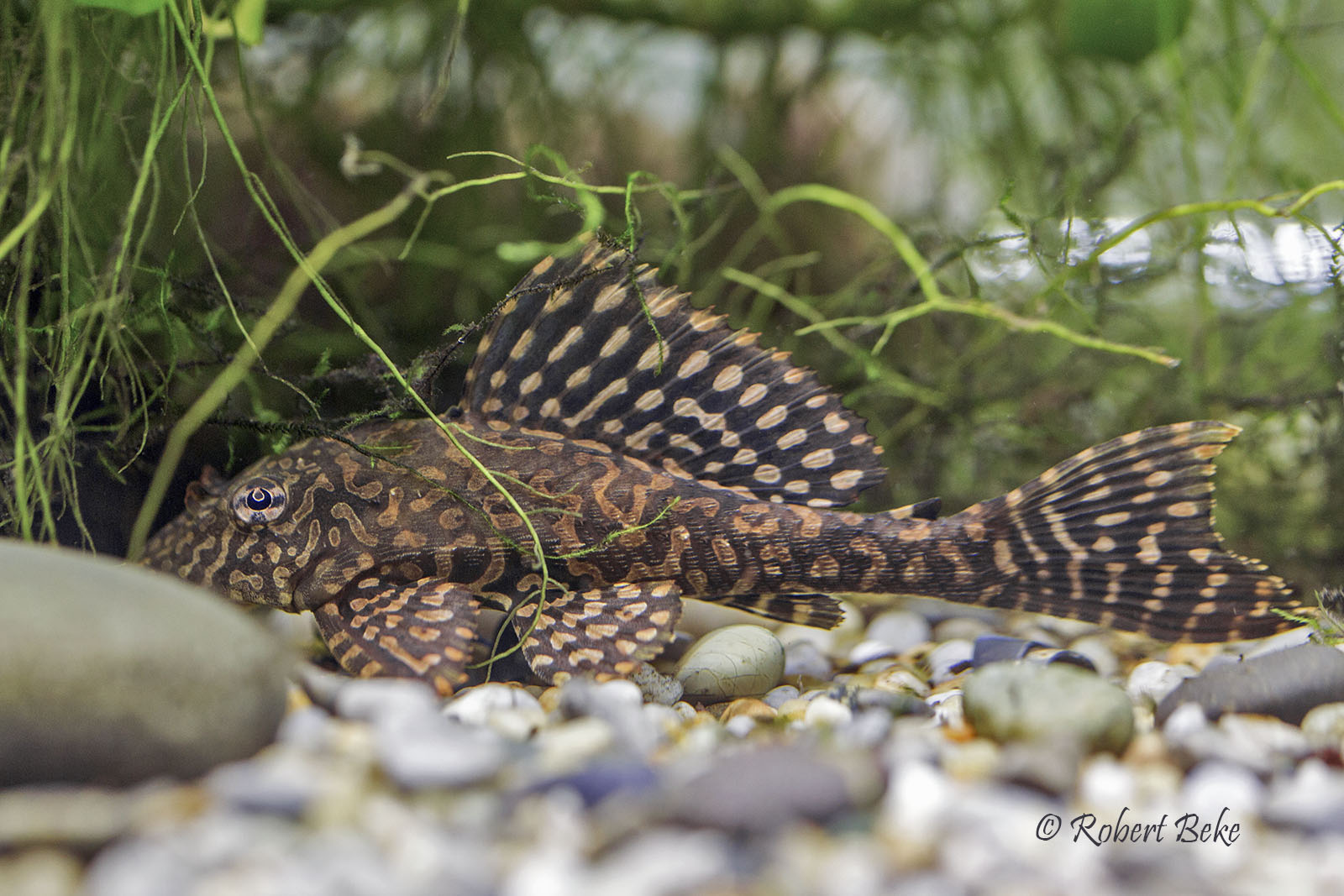 Pterygoplichthys joselimaianus