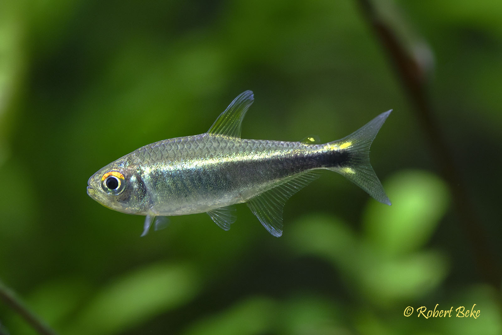 Purple Tetra - Hyphessobrycon metae