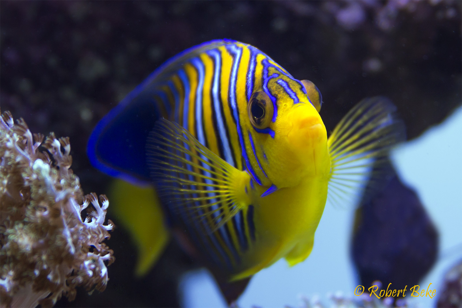 Pygoplites diacanthus - Regal angelfish