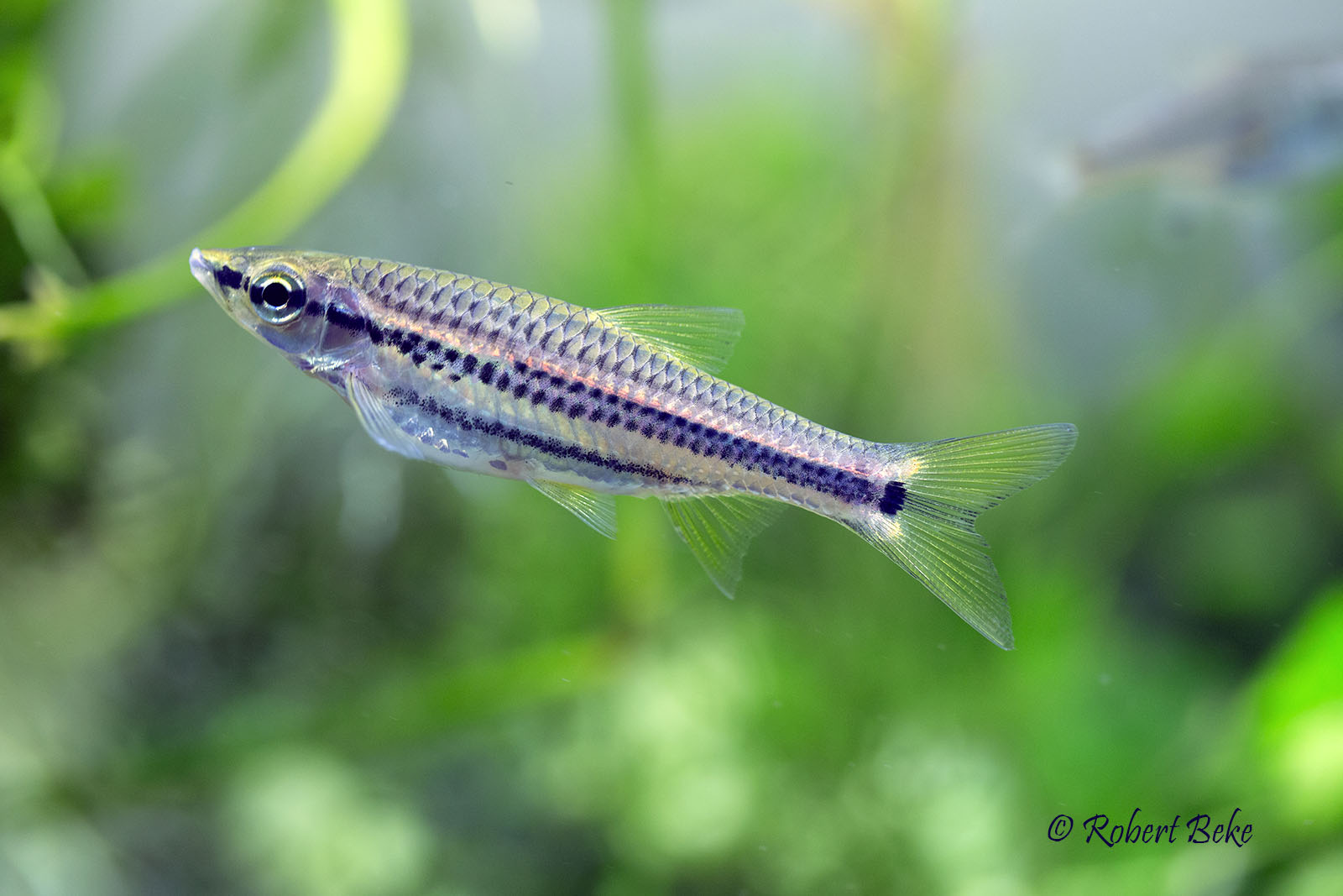 Rasbora cephalotaenia