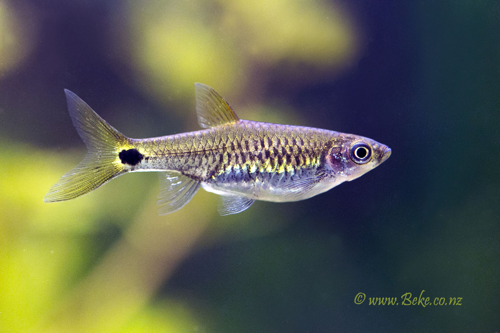 Rasbora kalbarensis