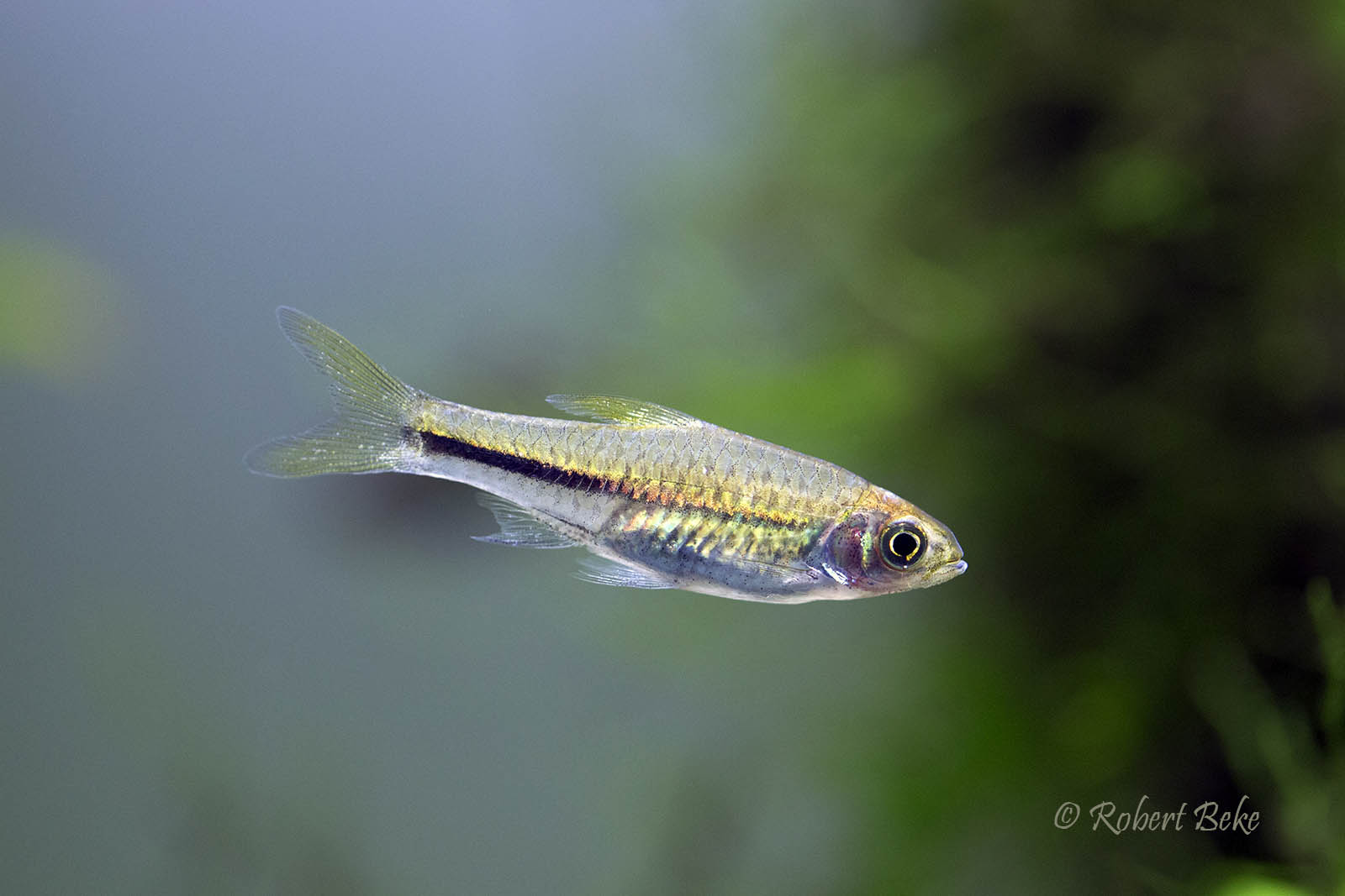 Rasbora paucisqualis