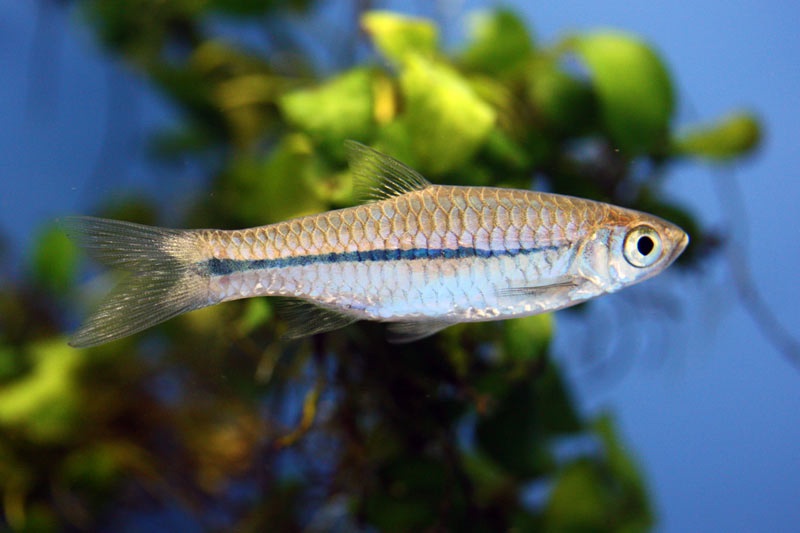 Rasbora paviana