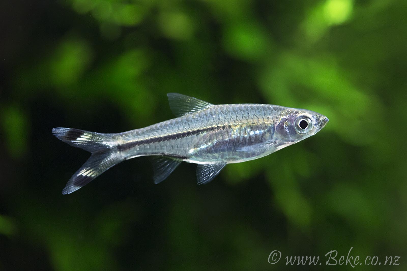 Rasbora trilineata