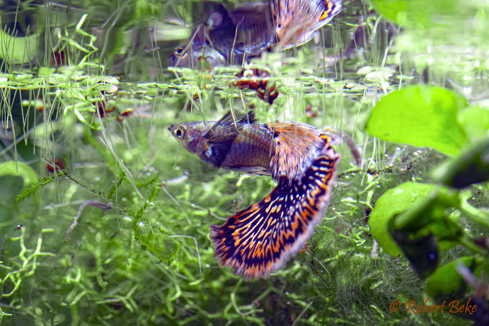 Red Mosaic Dumbo Guppy