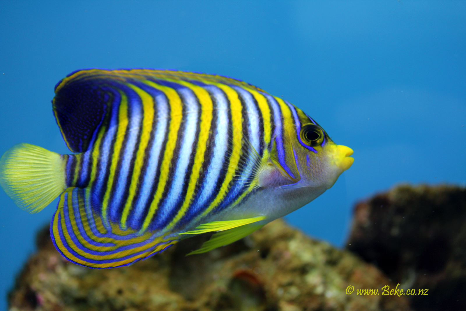 Regal angelfish - Pygoplites diacanthus